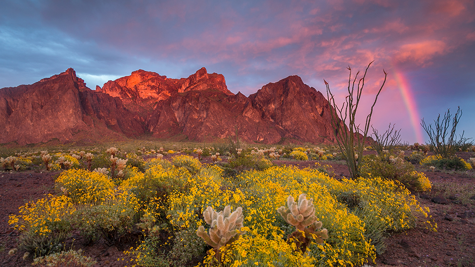 Kofa National Wildlife Refuge